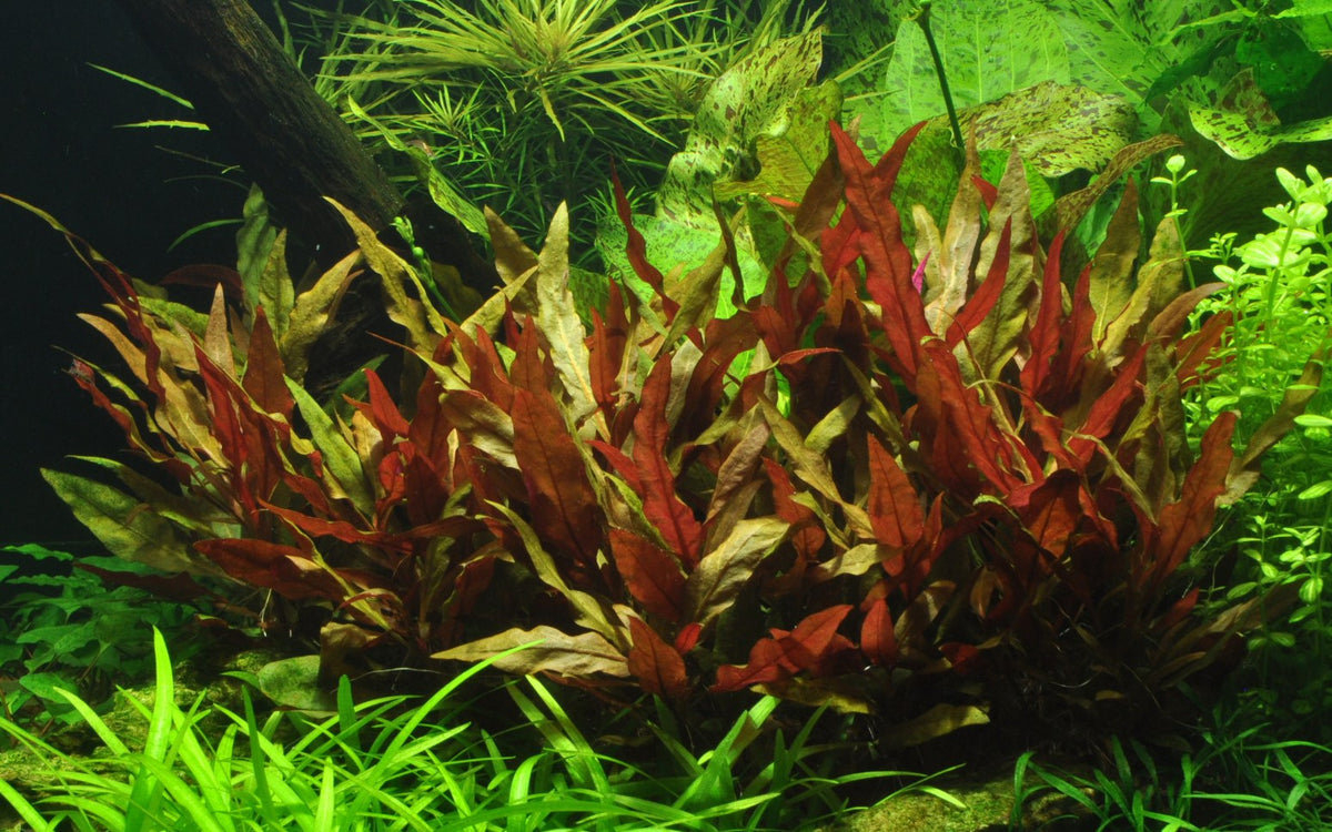 Alternanthera reineckii 'Pink' Aquarium Plant — Potted