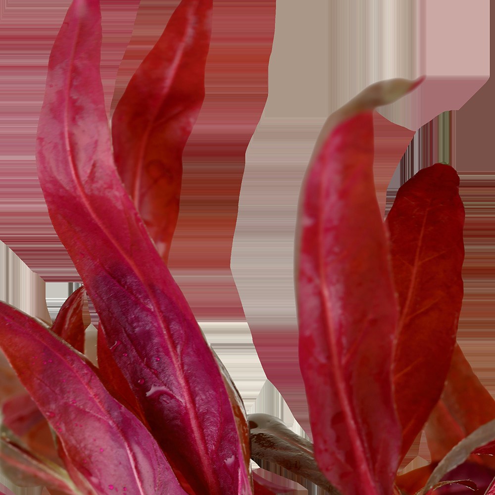 Alternanthera reineckii 'Pink' Aquarium Plant — Potted