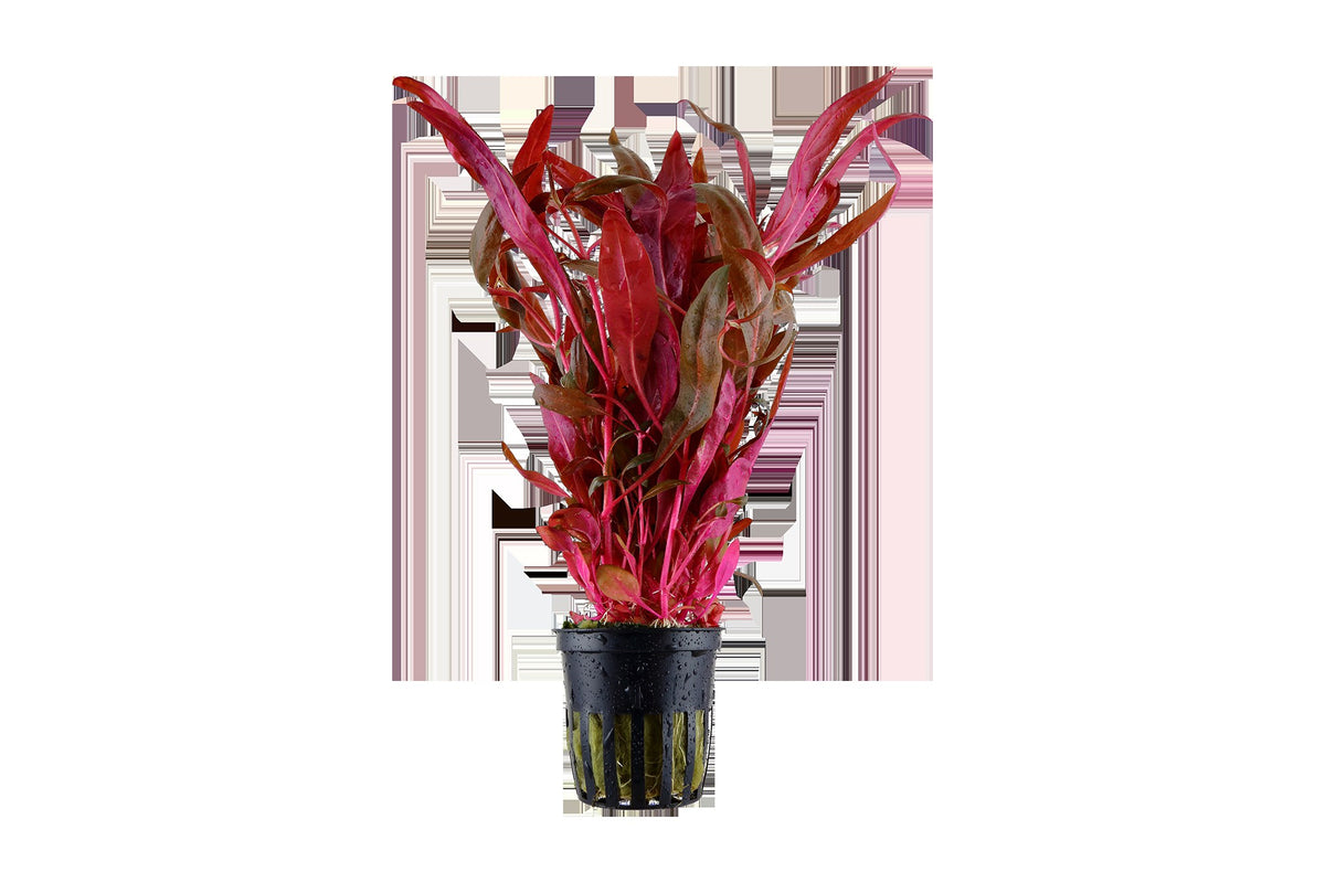 Alternanthera reineckii 'Pink' Aquarium Plant — Potted