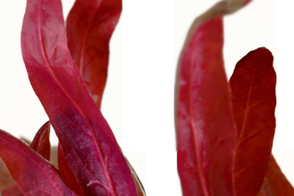 Alternanthera reineckii 'Pink' Aquarium Plant — Potted