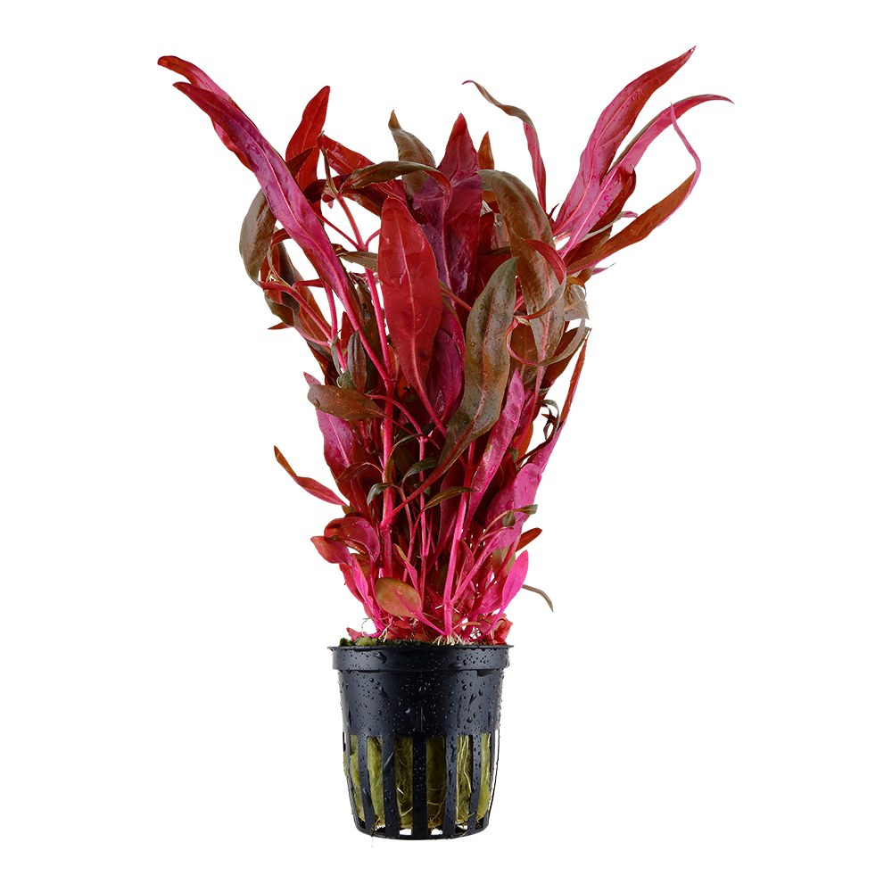 Alternanthera reineckii 'Pink' Aquarium Plant — Potted