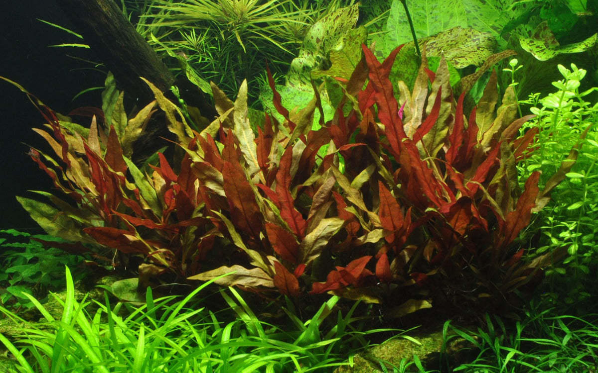 Alternanthera reineckii 'Pink' Aquarium Plant — XL mother plant