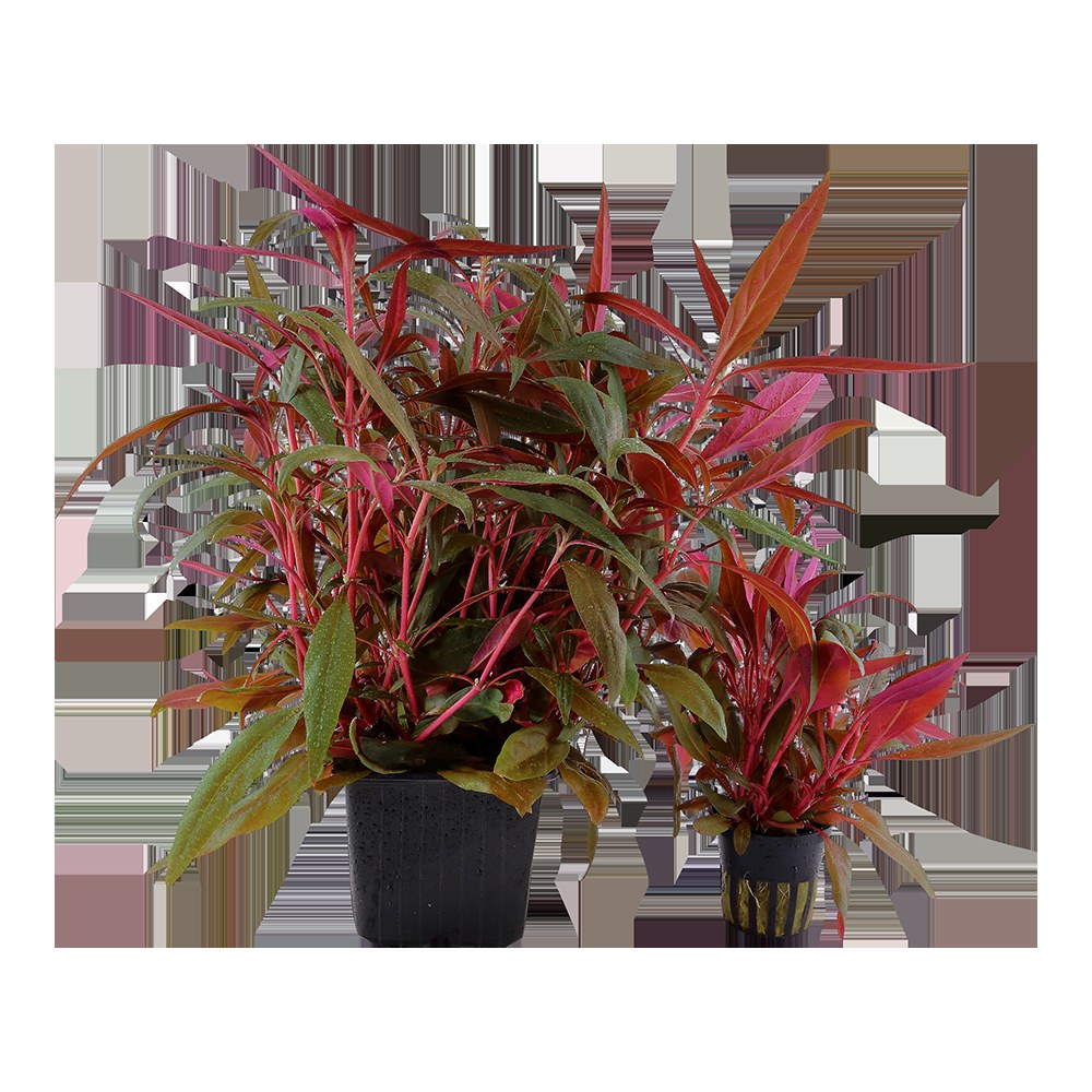 Alternanthera reineckii 'Pink' Aquarium Plant — XL mother plant
