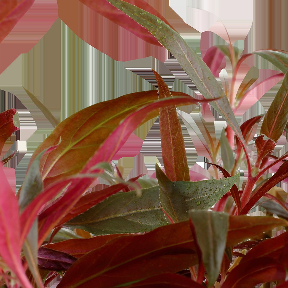 Alternanthera reineckii 'Pink' Aquarium Plant — XL mother plant