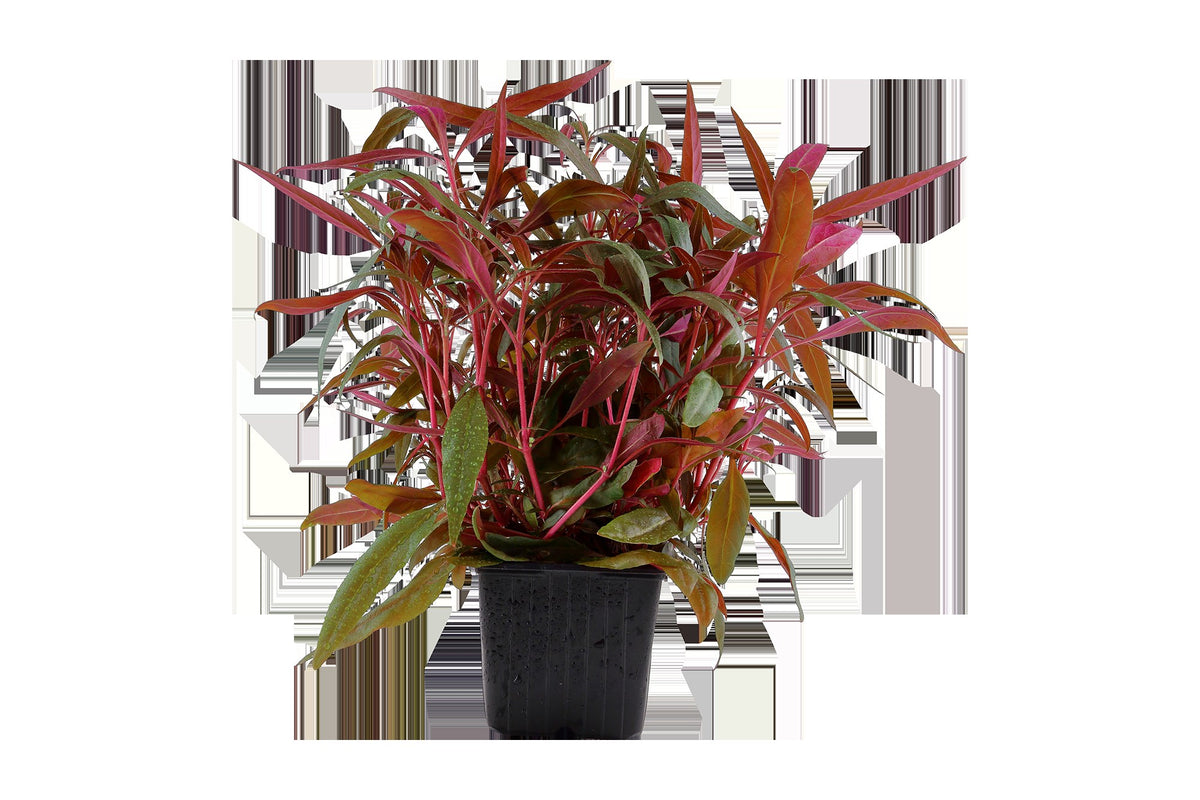 Alternanthera reineckii 'Pink' Aquarium Plant — XL mother plant