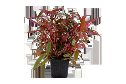 Alternanthera reineckii 'Pink' Aquarium Plant — XL mother plant