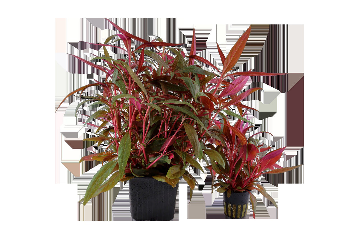 Alternanthera reineckii 'Pink' Aquarium Plant — XL mother plant