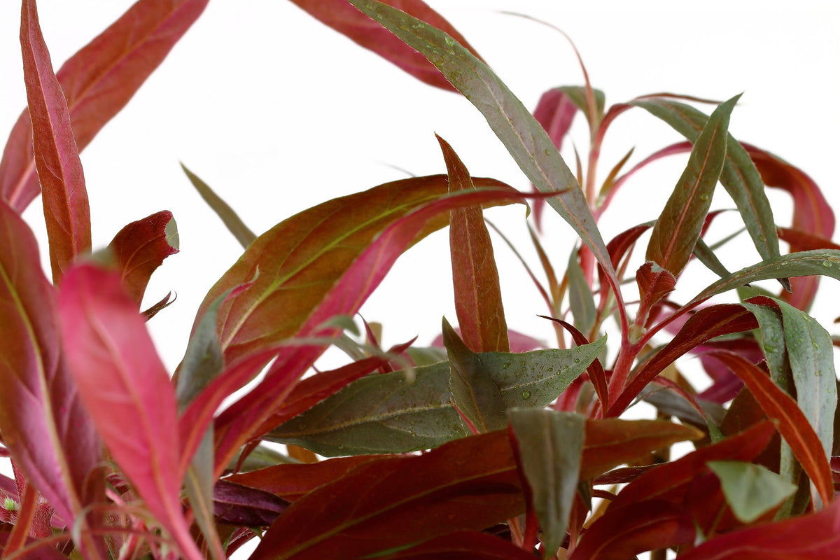 Alternanthera reineckii 'Pink' Aquarium Plant — XL mother plant