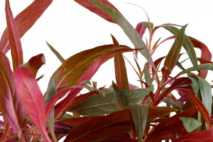 Alternanthera reineckii 'Pink' Aquarium Plant — XL mother plant