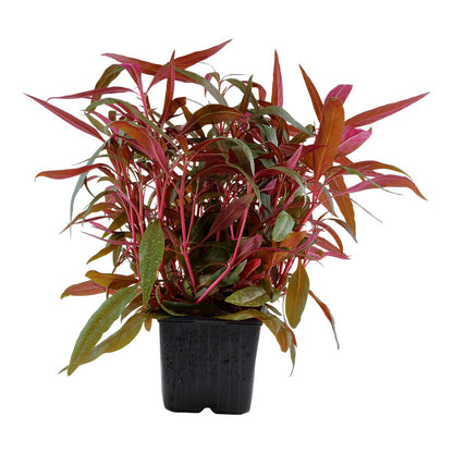 Alternanthera reineckii 'Pink' Aquarium Plant — XL mother plant