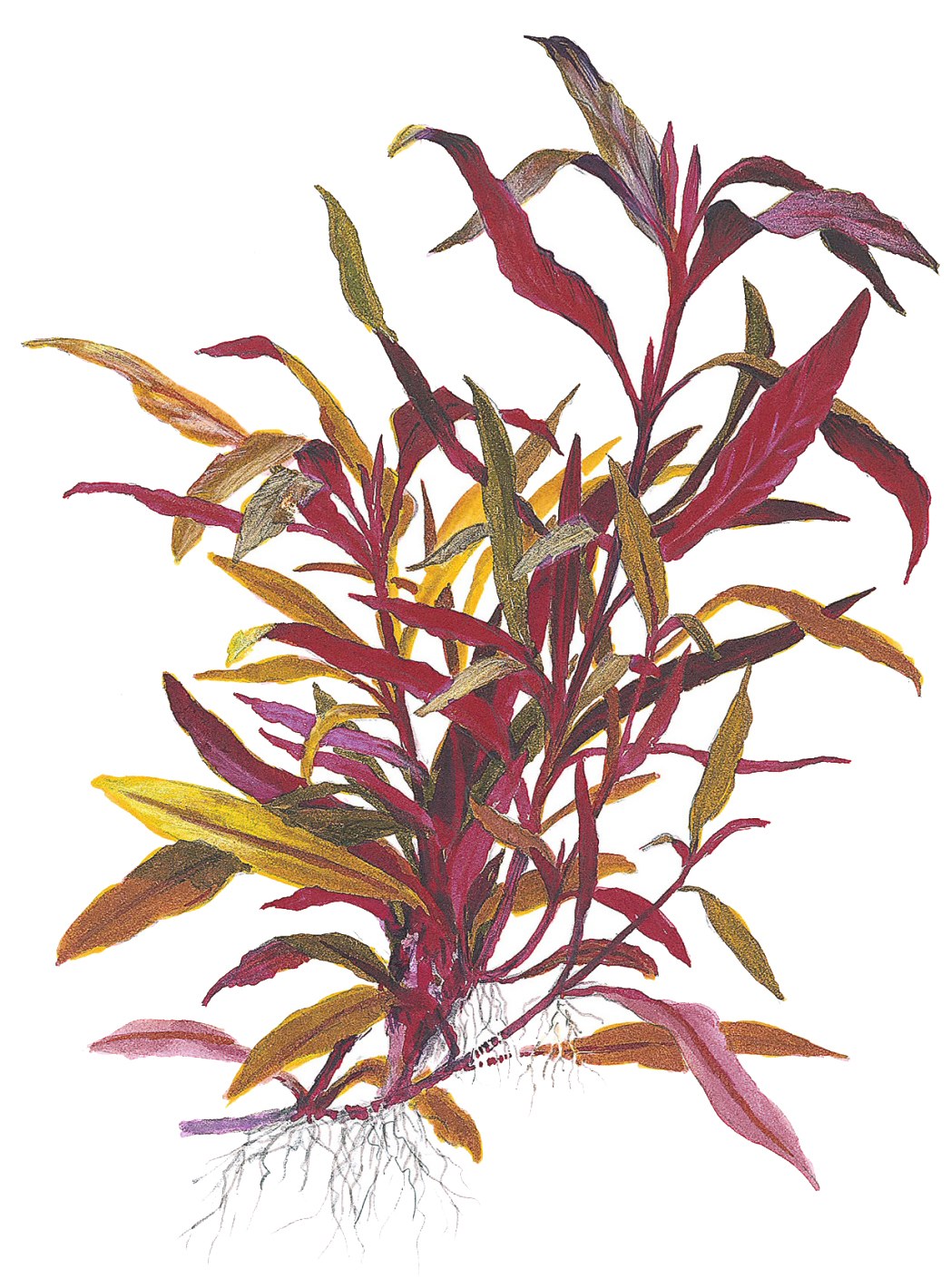 Alternanthera reineckii 'Pink' Aquarium Plant