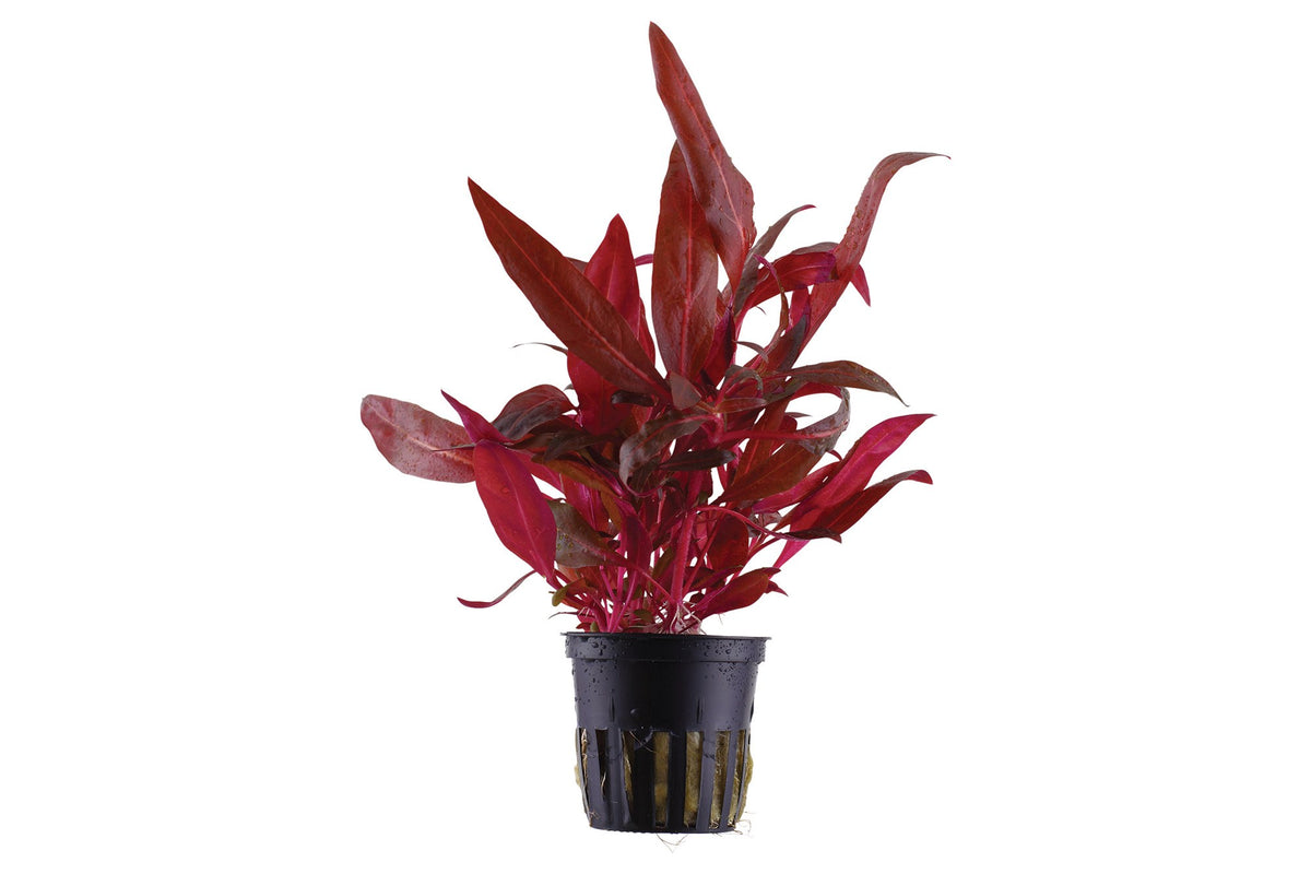 Alternanthera reineckii 'Rosanervig' - Potted Aquarium Plant — Potted