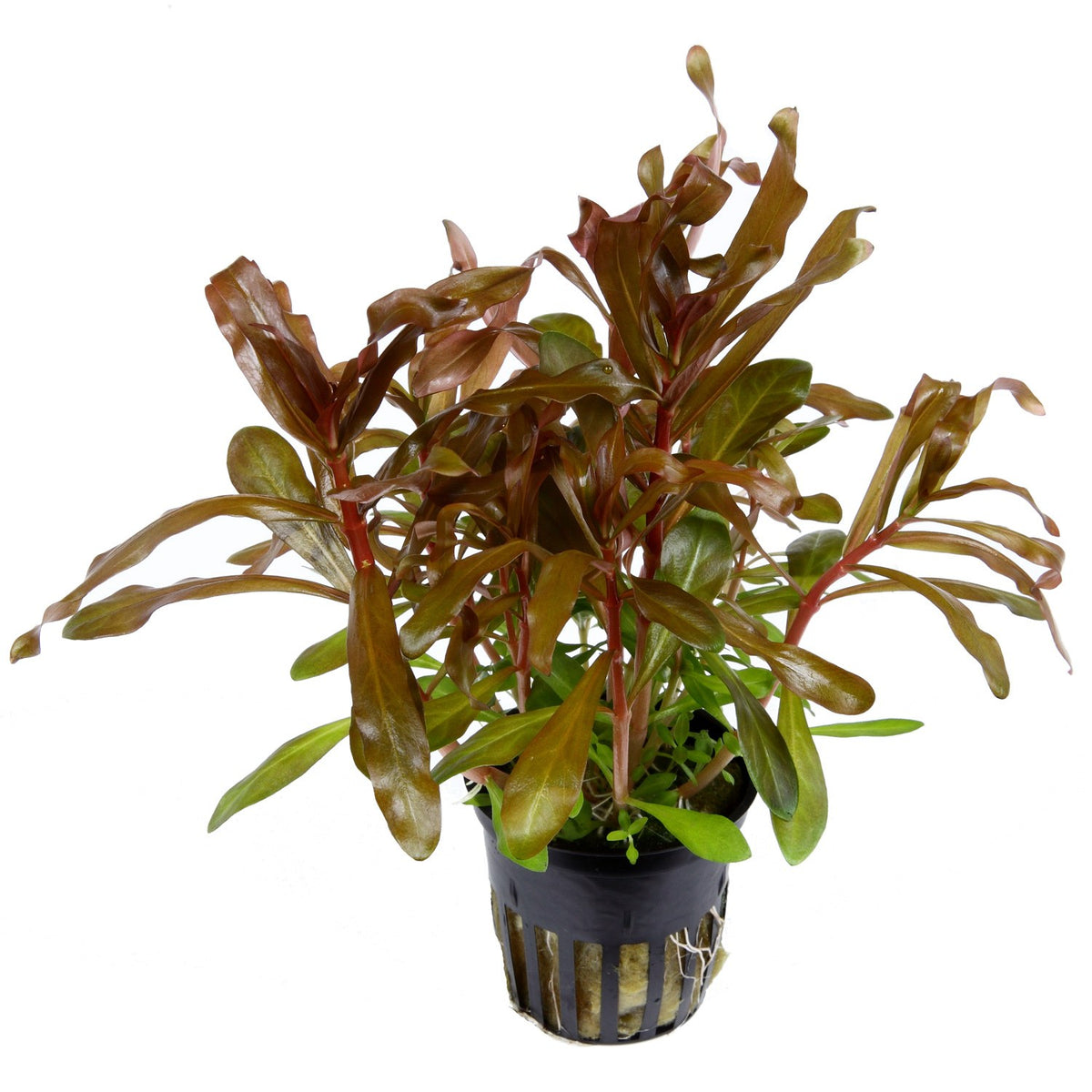 Ammannia crassicaulis — Potted
