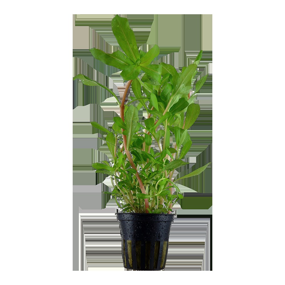 Ammannia crassicaulis — Potted