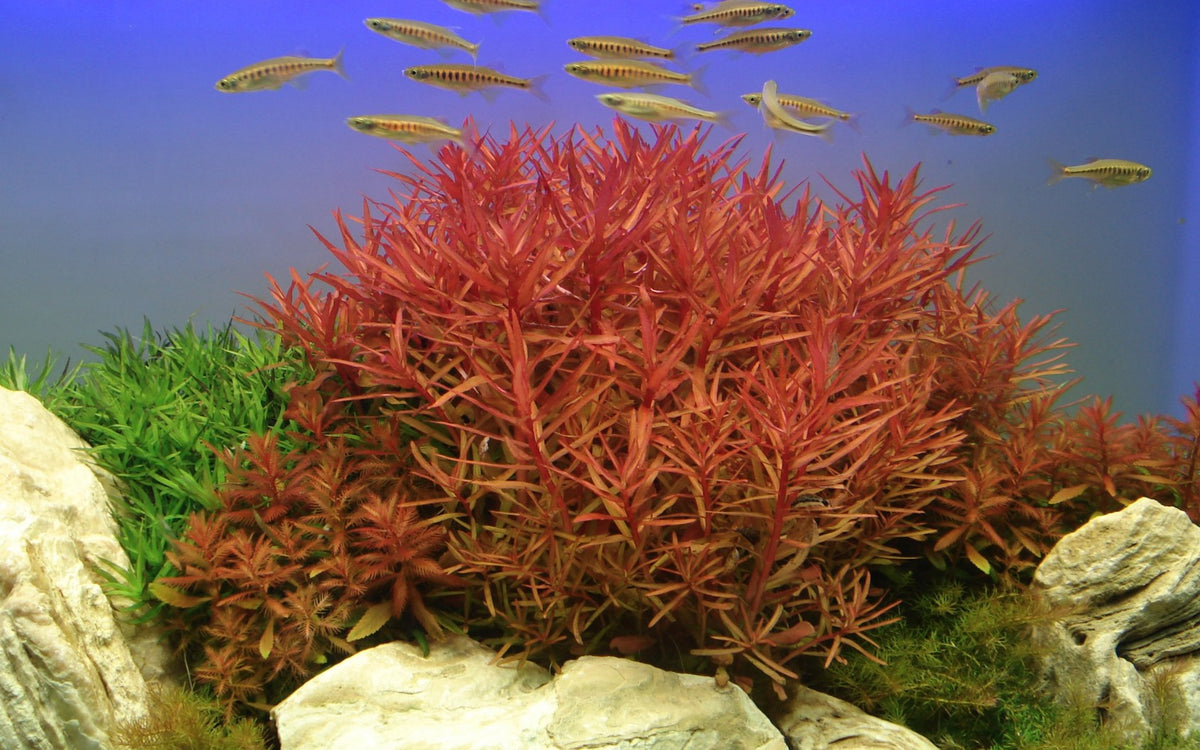 Ammannia crassicaulis — Potted
