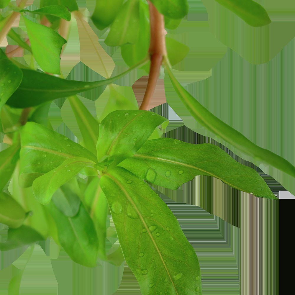 Ammannia crassicaulis — Potted
