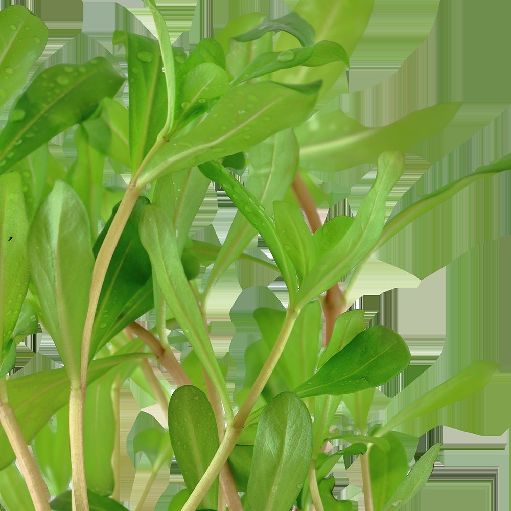 Ammannia crassicaulis — Potted
