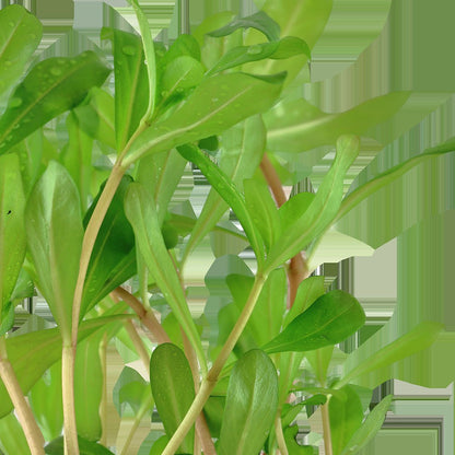 Ammannia crassicaulis — Potted