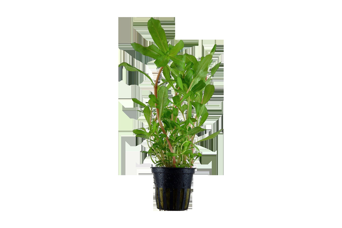 Ammannia crassicaulis — Potted