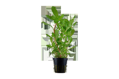 Ammannia crassicaulis — Potted