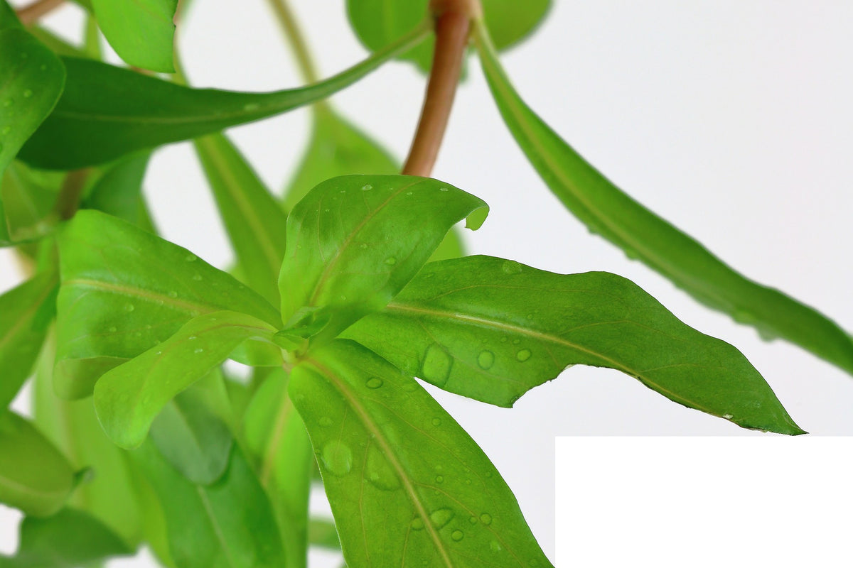 Ammannia crassicaulis — Potted