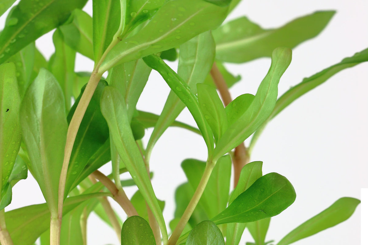 Ammannia crassicaulis — Potted
