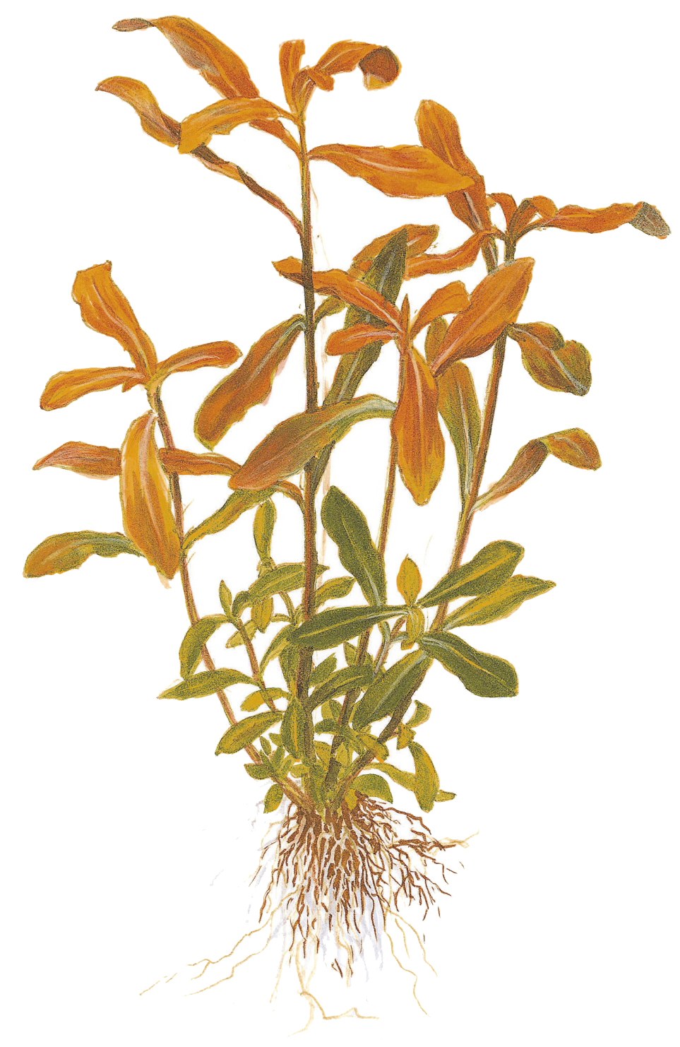 Ammannia crassicaulis — Potted