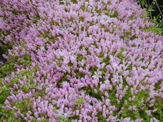 Anagallis tenella - Pink Flowering Marginal Pond Plant