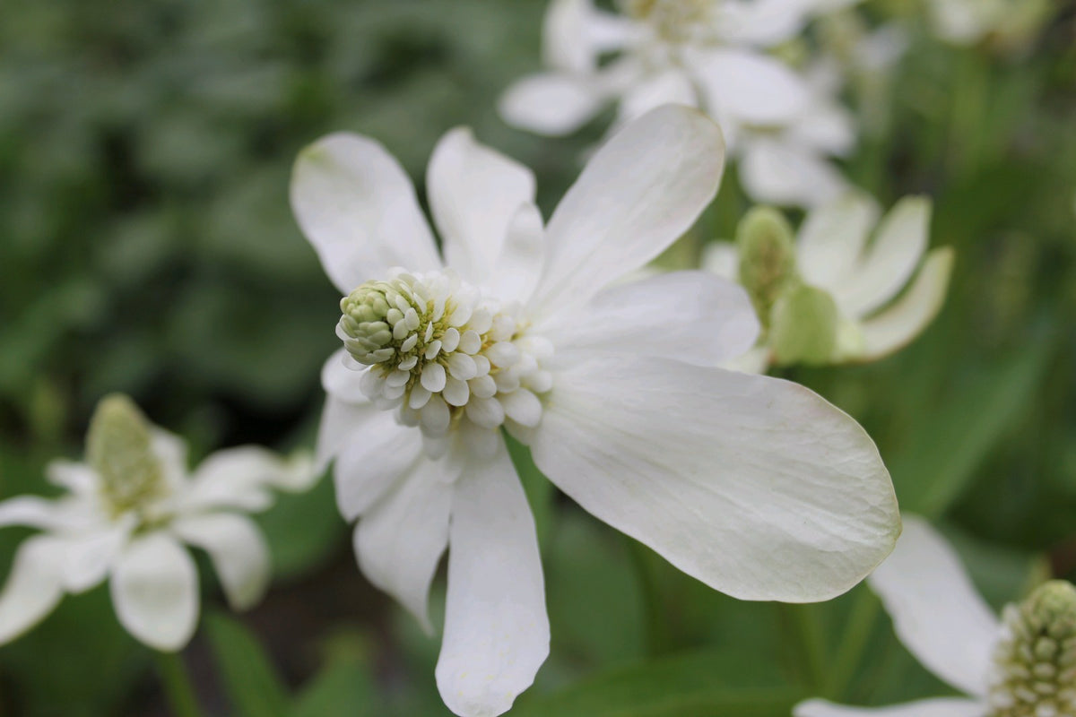 Anemopsis Californicum (Apache Beads) Marginal Pond Plant