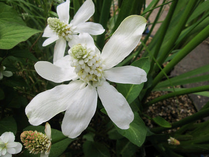 Anemopsis Californicum (Apache Beads) Marginal Pond Plant