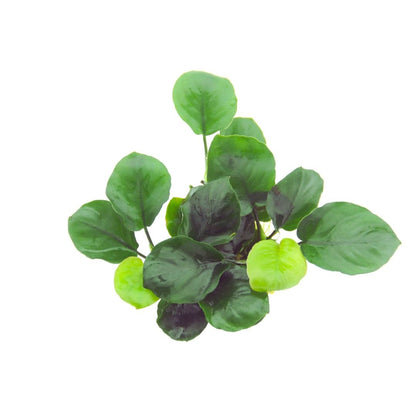 Anubias barteri 'Coin Leaf' - Potted Aquarium Plant — Potted