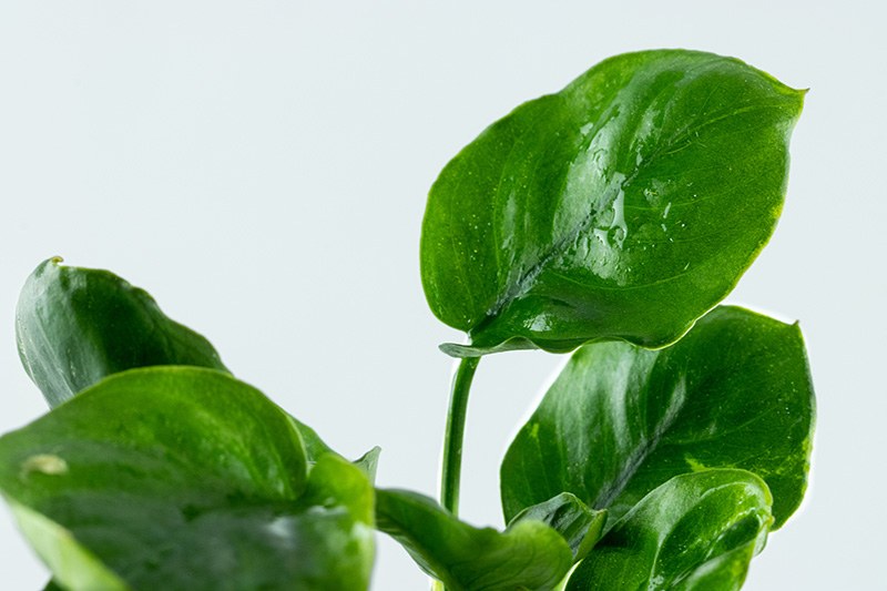 Anubias barteri 'Coin Leaf' - Potted Aquarium Plant — Potted