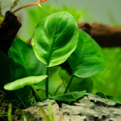 Anubias barteri 'Coin Leaf' - Potted Aquarium Plant — Potted