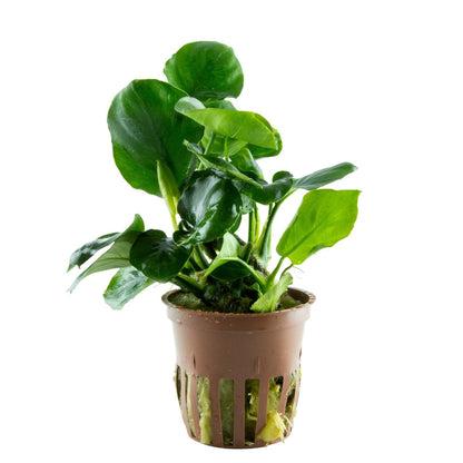 Anubias barteri 'Coin Leaf' - Potted Aquarium Plant — Potted