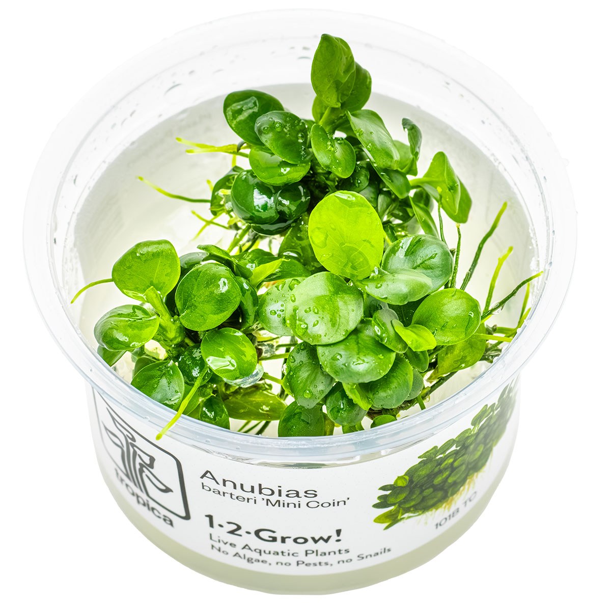 Anubias barteri 'Mini Coin' Nano Aquarium Plant — 1-2-Grow!