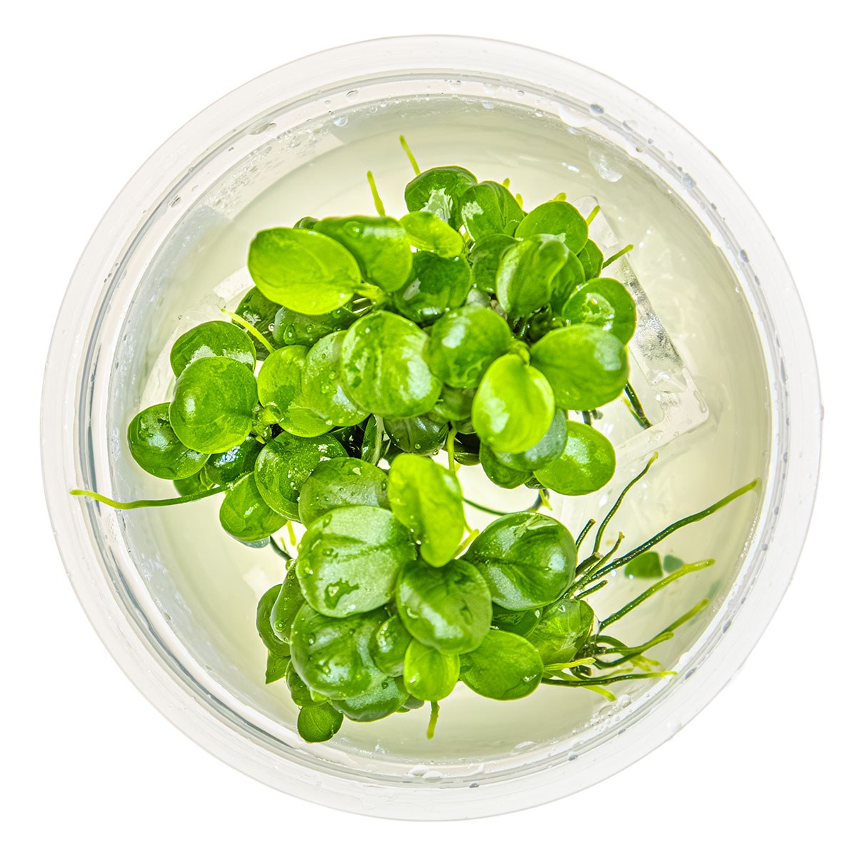 Anubias barteri 'Mini Coin' Nano Aquarium Plant — 1-2-Grow!