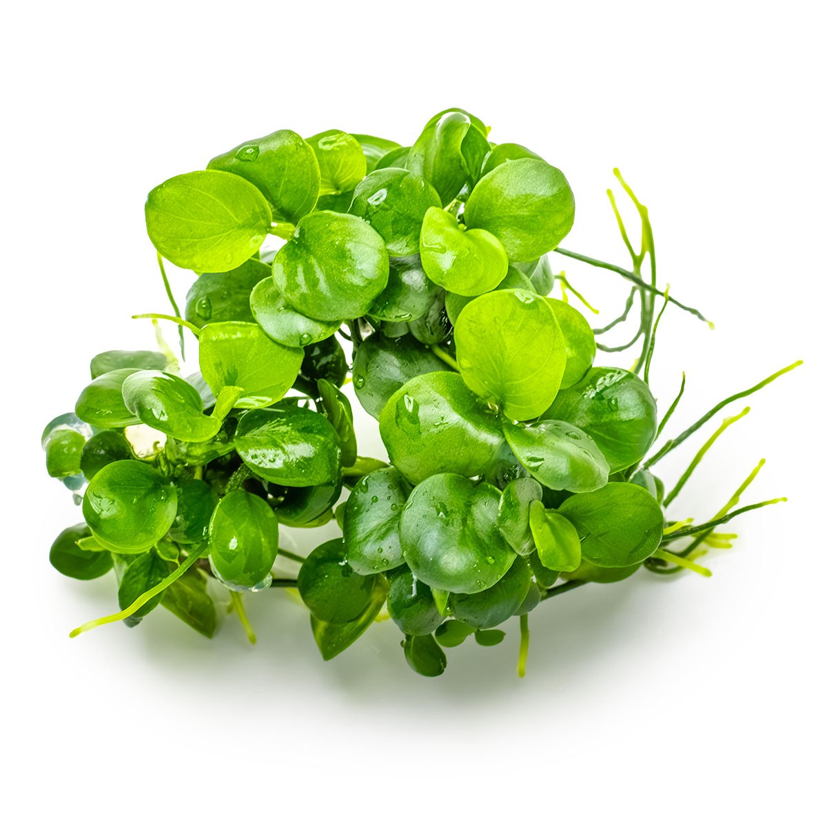 Anubias barteri 'Mini Coin' Nano Aquarium Plant — 1-2-Grow!