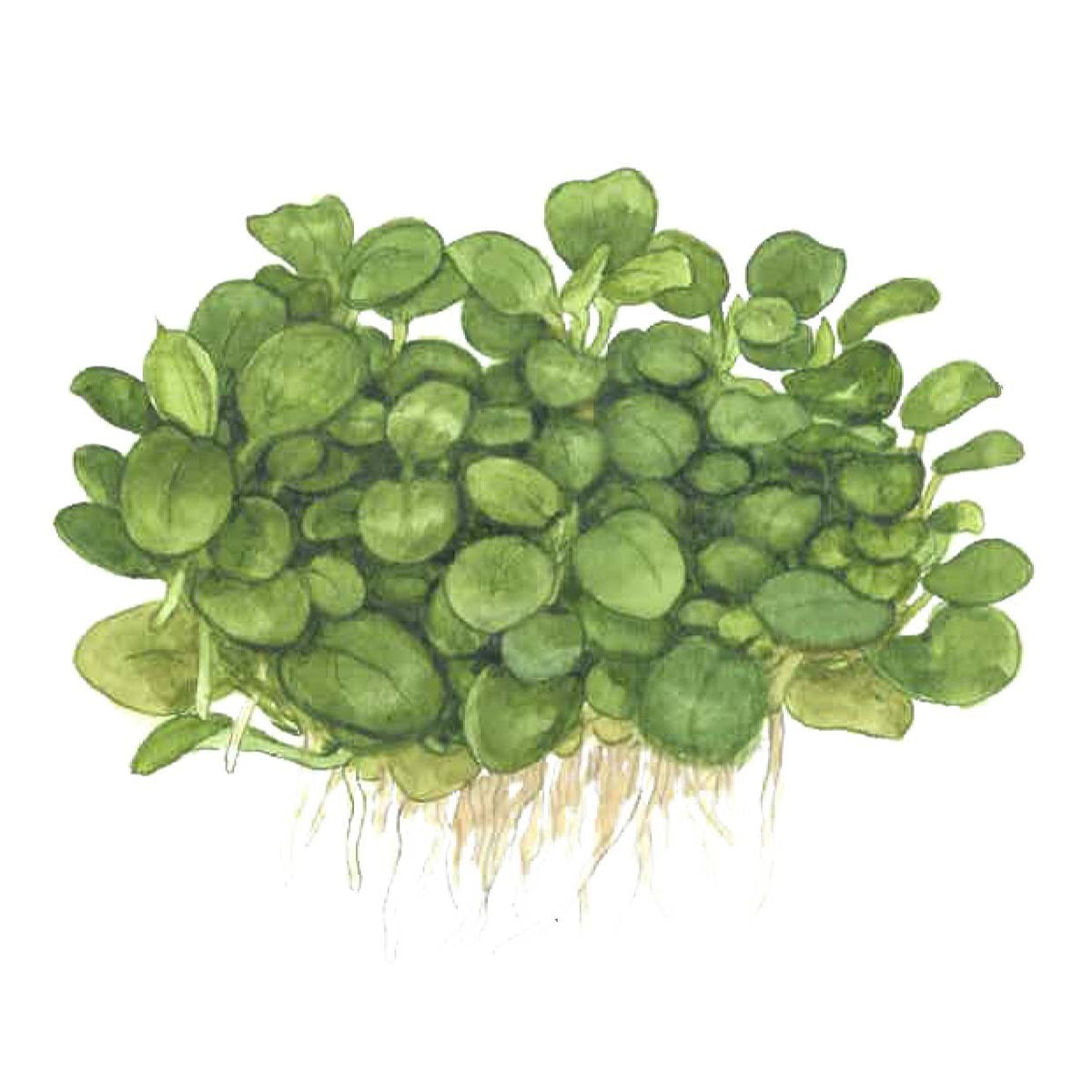 Anubias barteri 'Mini Coin' Nano Aquarium Plant — 1-2-Grow!