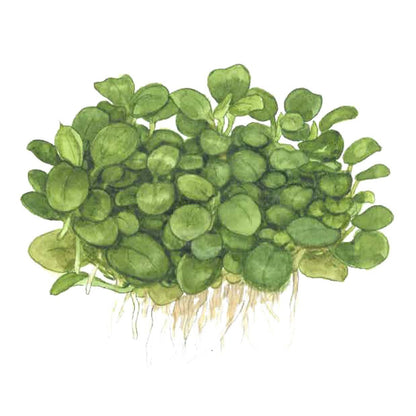 Anubias barteri 'Mini Coin' Nano Aquarium Plant — 1-2-Grow!