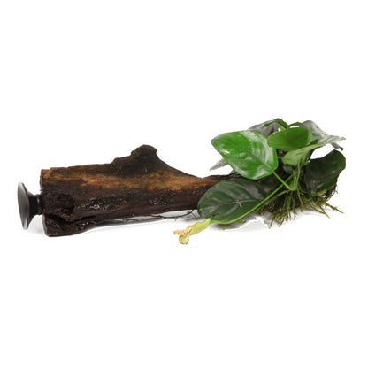 Anubias barteri nana on Wood with Sucker — Standard