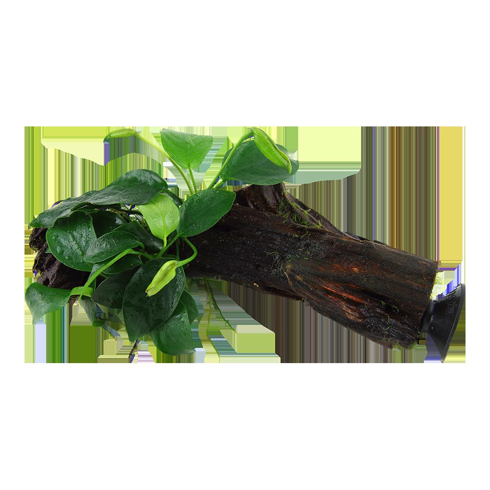 Anubias barteri nana on Wood with Sucker — Standard
