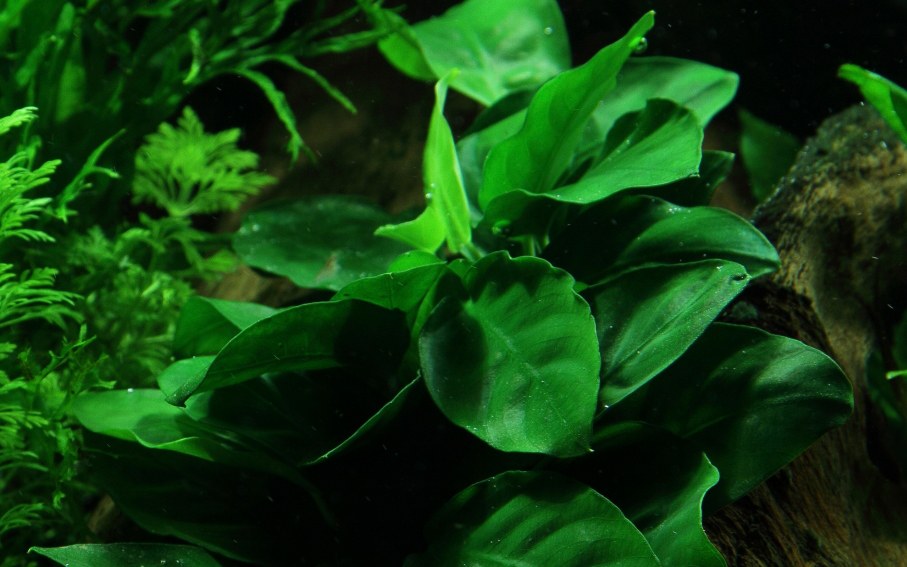 Anubias barteri nana on Wood with Sucker — Standard