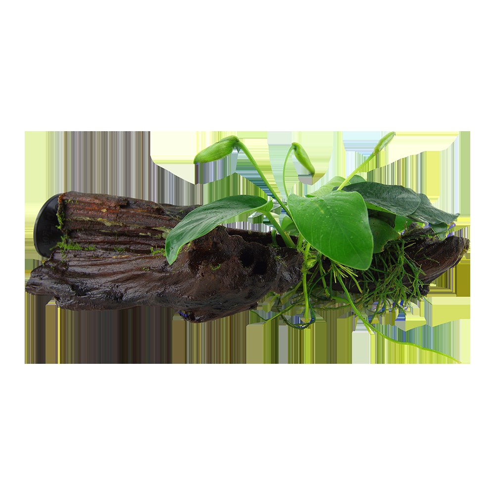 Anubias barteri nana on Wood with Sucker — Standard