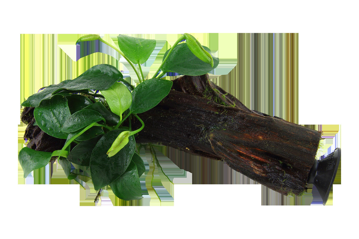 Anubias barteri nana on Wood with Sucker — Standard