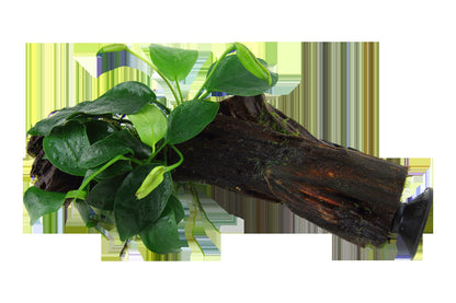 Anubias barteri nana on Wood with Sucker — Standard