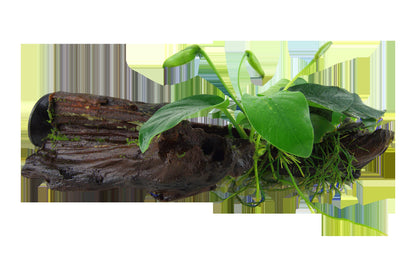 Anubias barteri nana on Wood with Sucker — Standard