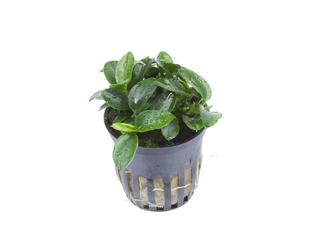 Anubias barteri 'Petite' — Potted