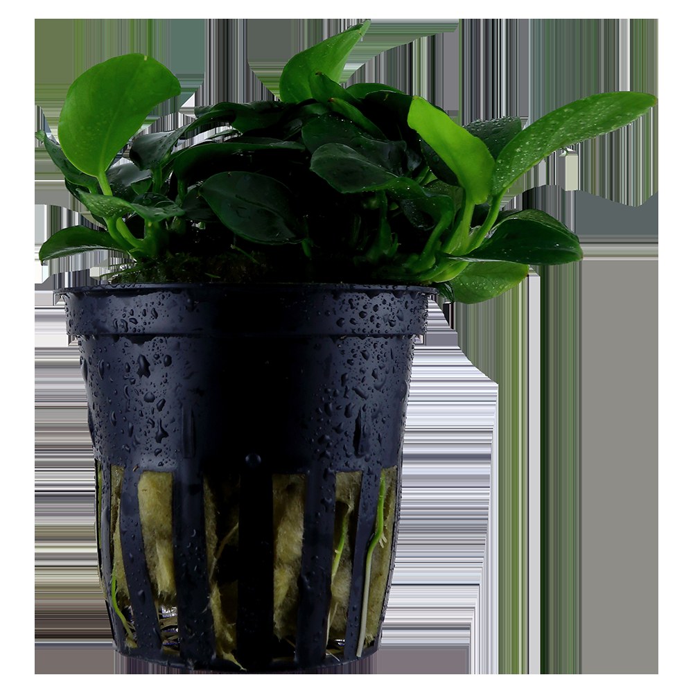 Anubias barteri 'Petite' — Potted