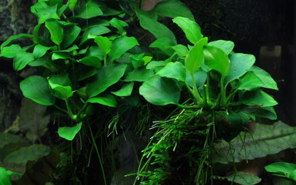 Anubias barteri 'Petite' — Potted