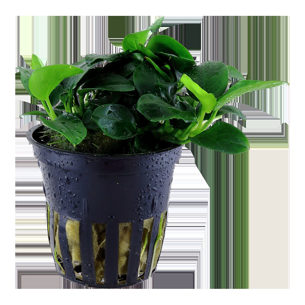 Anubias barteri 'Petite' — Potted